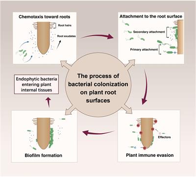 Mechanisms of rhizosphere plant-microbe interactions: molecular insights into microbial colonization